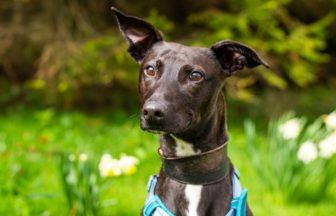 ‘Affectionate’ lurcher searching for forever home after 176 days up for adoption