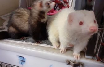 Three abandoned ferrets in taped up cardboard box by busy road in Edinburgh