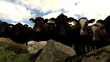 Scottish Government: Frustrated farmers demand ‘rethink’ on agricultural carbon footprint plans