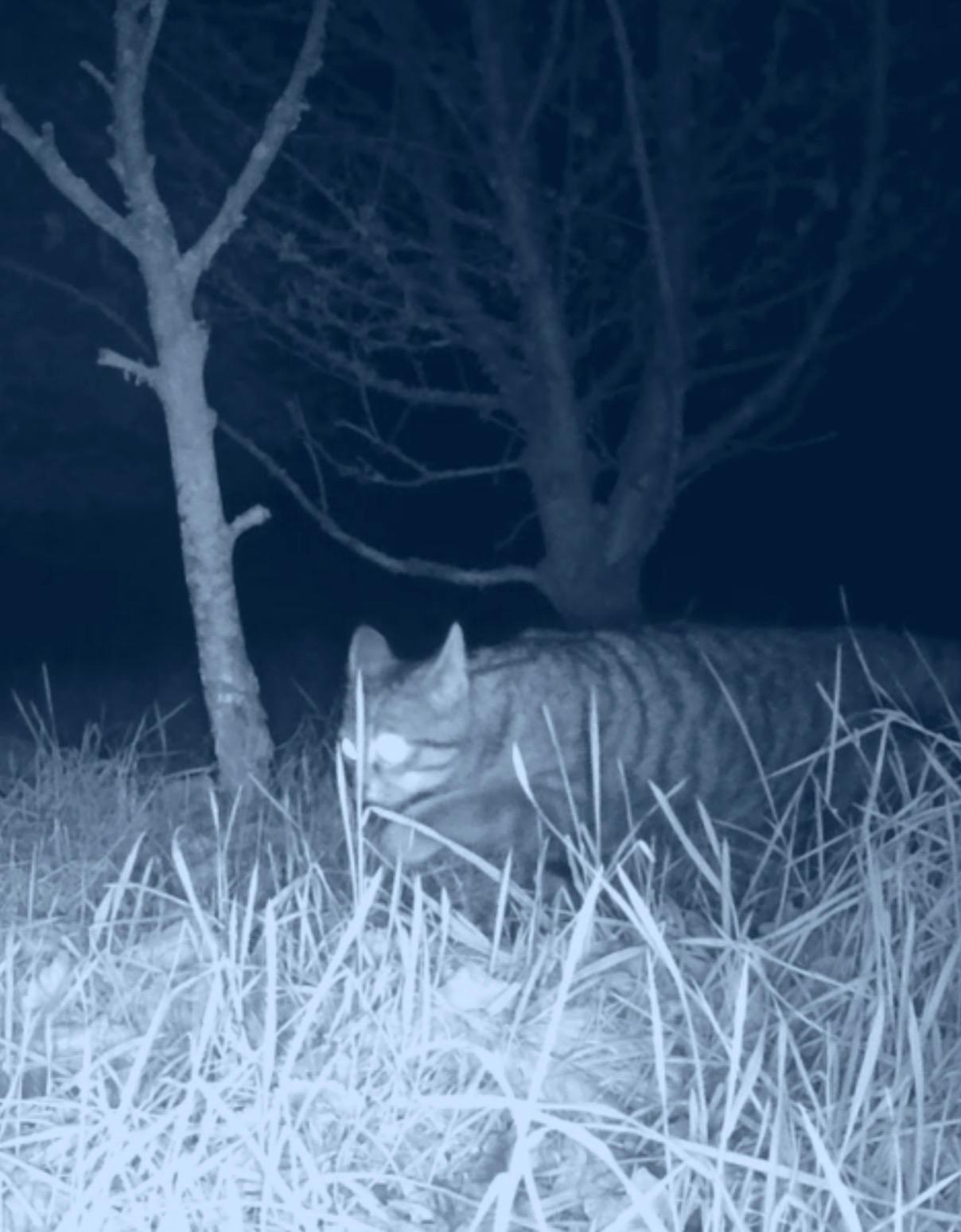Wildcat Haven captured the footage of the elusive Wildcat at Clashindarroch in Aberdeenshire at the start of April.