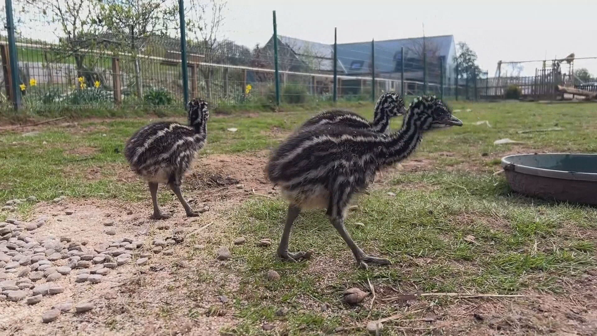 Emus have a unique mating strategy with a female laying ten to 15 eggs and leaving them with the male before moving on.