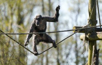 Blair Drummond Safari Park welcomes first chimpanzee in eight years