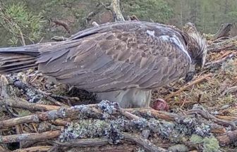 Livestream ospreys Louis and Dorcha welcome first egg of season at Highland nest
