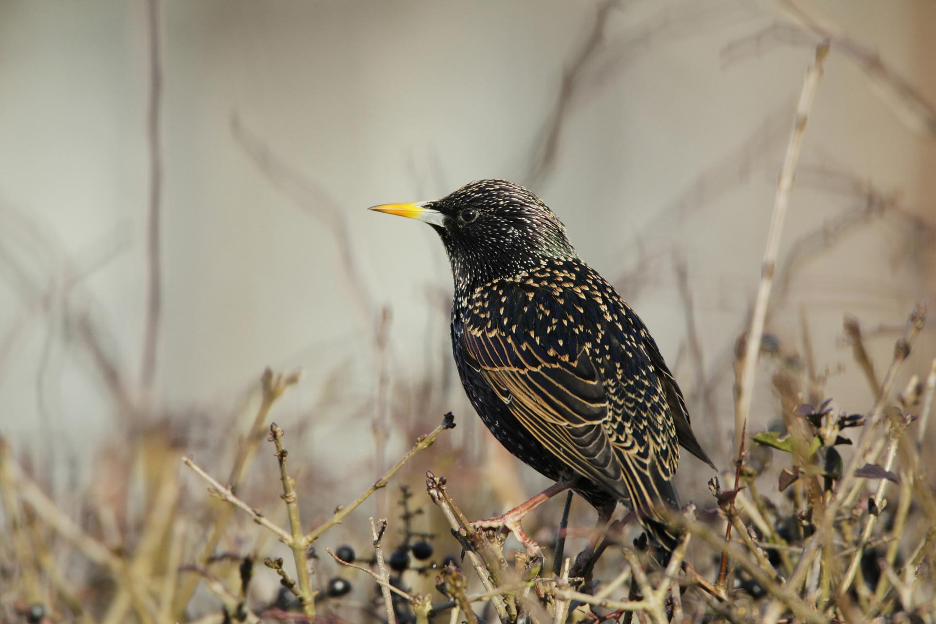 Starlings came in second place (Andy Hay)
