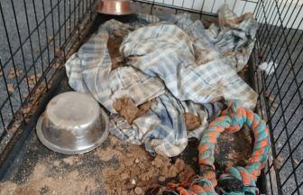 Man locked dog in crate to starve in ‘shocking’ animal cruelty in Ayrshire