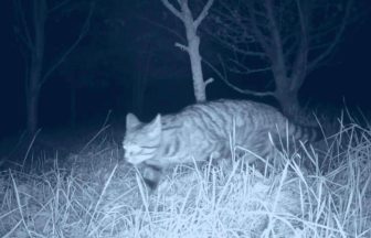 Scottish wildcat footage reveals ‘unseen’ hunting behaviour of UK’s most ‘magnificent’ predator