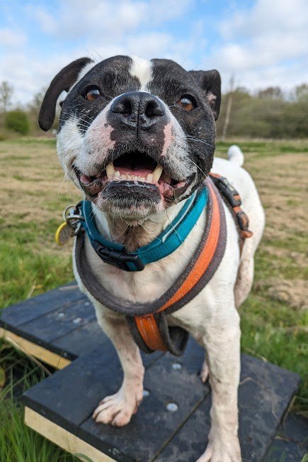 The Staffordshire Bull Terrier is described as having a sweet nature.