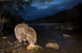 Survey reveals Scots want public bodies to ‘step up action’ to boost beaver population