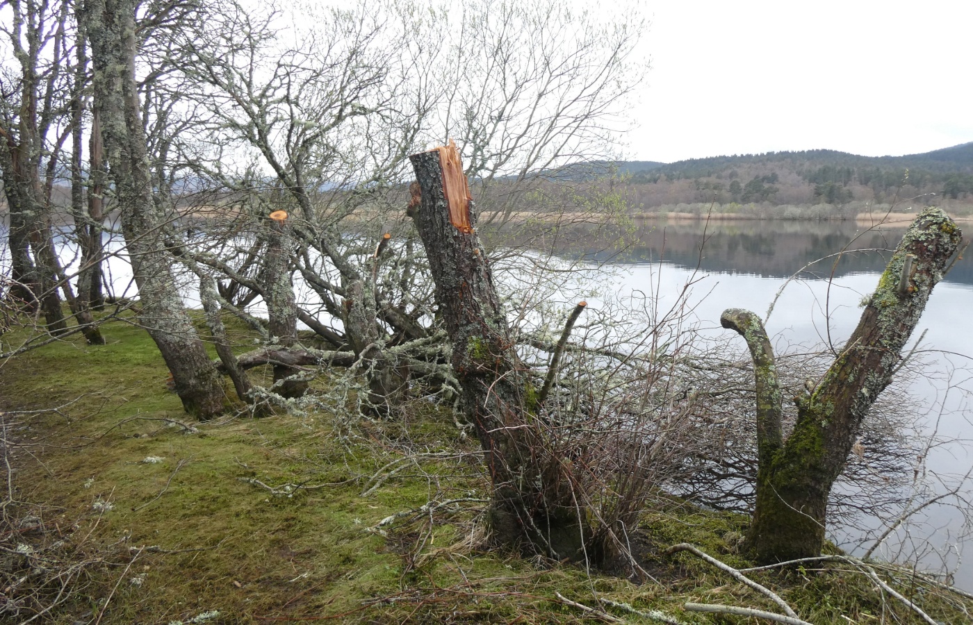 A wildlife camera and signs have also been stolen in a spate of anti-social behaviour.