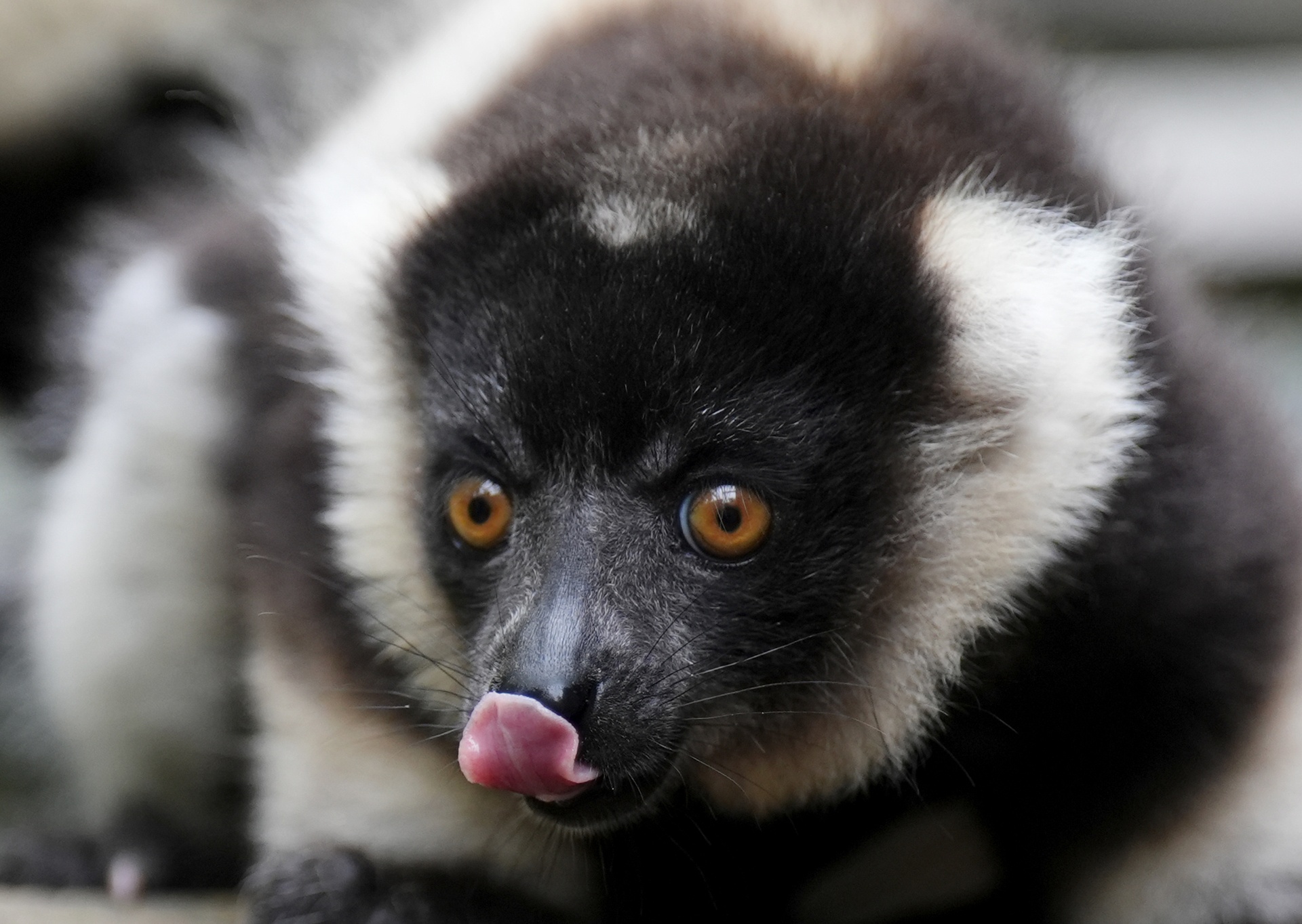 Blair Drummond participates in the European Endangered Species Breeding Programme (Andrew Milligan/PA).