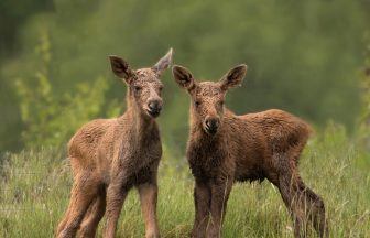 First images of Elk twins born at Highland Wildlife Park near Kingussie released