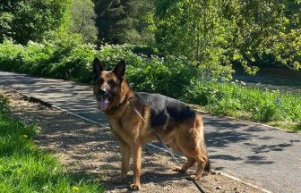 Dog dies after swimming in River Don in Aberdeenshire as owner launches warning to pet owners