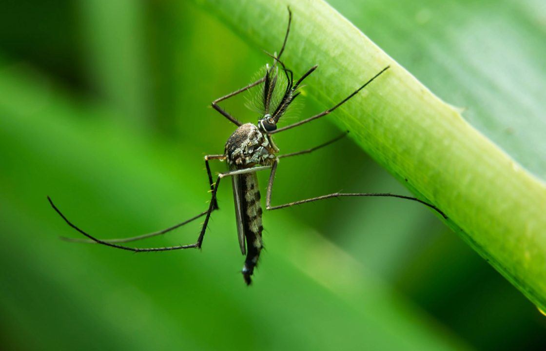 Mosquitoes found in Scotland pose future risk of disease amid climate change, experts warn