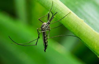 Mosquitoes found in Scotland pose future risk of disease amid climate change, experts warn