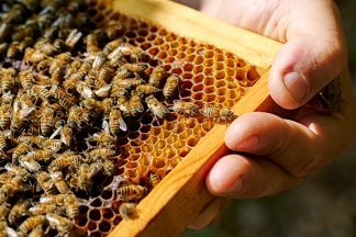 Over 2,000 bees killed during vandalism at Tofthill Farm, Inchyra