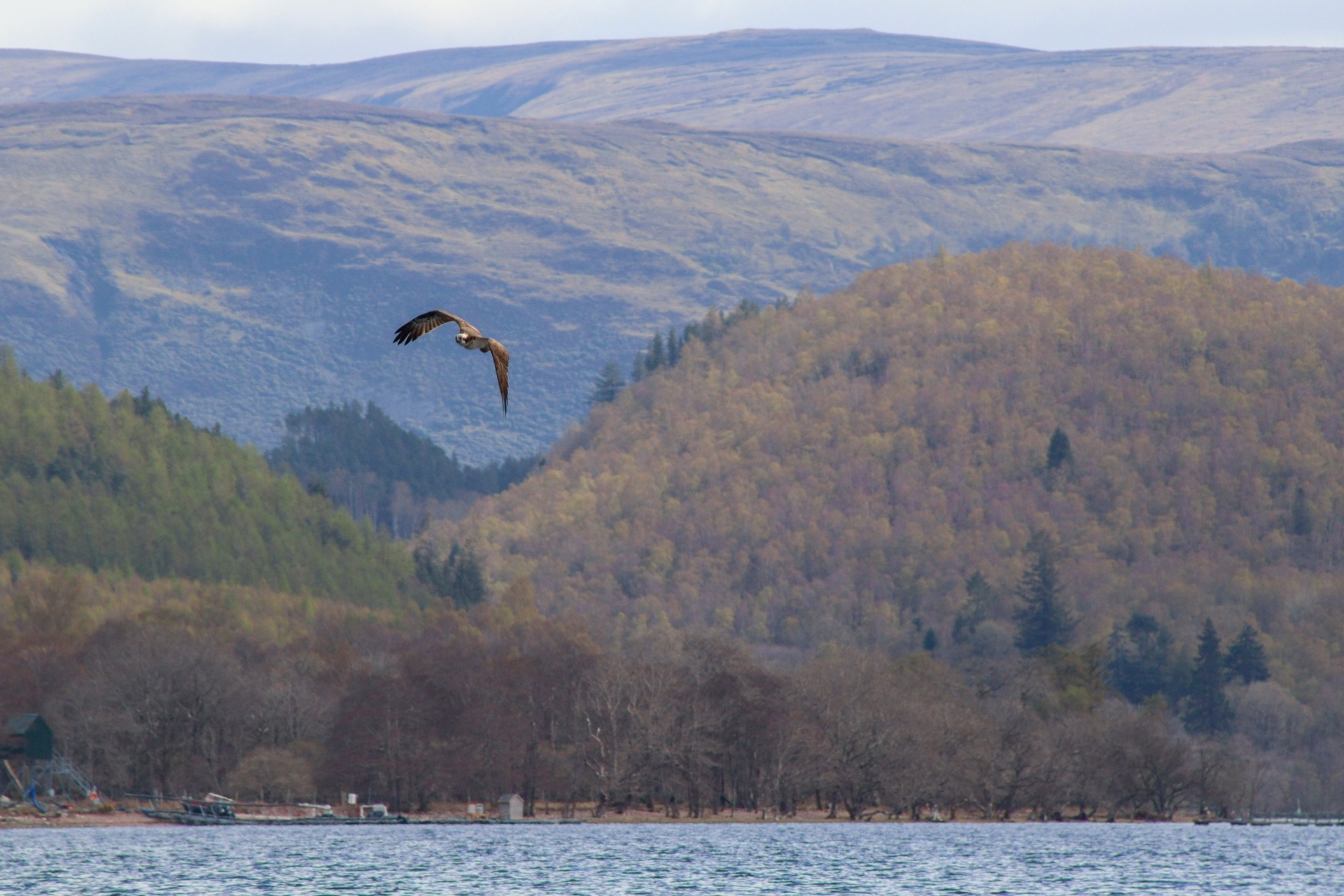 Louis the Osprey soaring over Loch Arkaig.