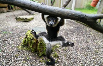 Two critically endangered lemurs born at Scottish safari park