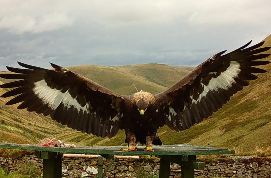 Missing golden eagle ‘shot dead while sleeping’ before satellite tag destroyed