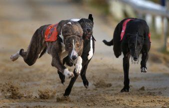 Scottish Government ‘not persuaded’ of need to ban greyhound racing