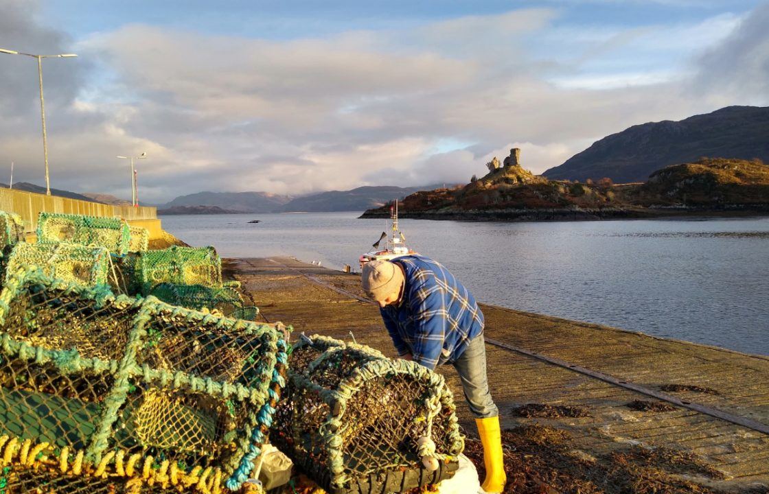 Successful trial of sinking fishing rope raises hope for cutting whale deaths