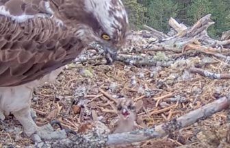 Loch Arkaig welcomes first osprey chick of breeding season