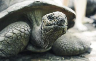 Man dumped ten dead giant tortoises in Devon woodland after heating lamp failed