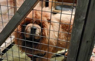 Police Scotland searching for owner of missing Chow Chow in Stirling