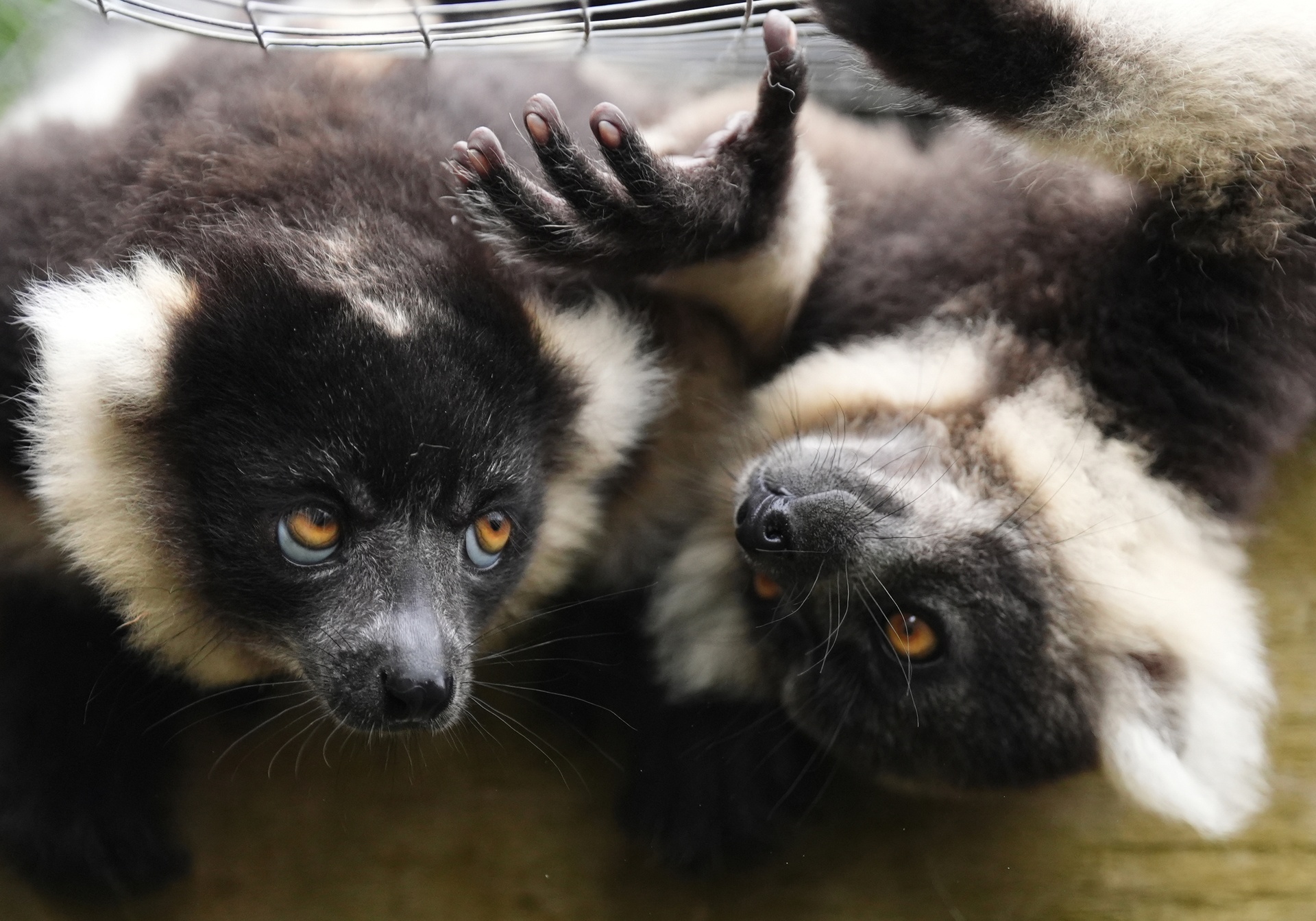 Nova and Evie were born on April 14 (Andrew Milligan/PA).