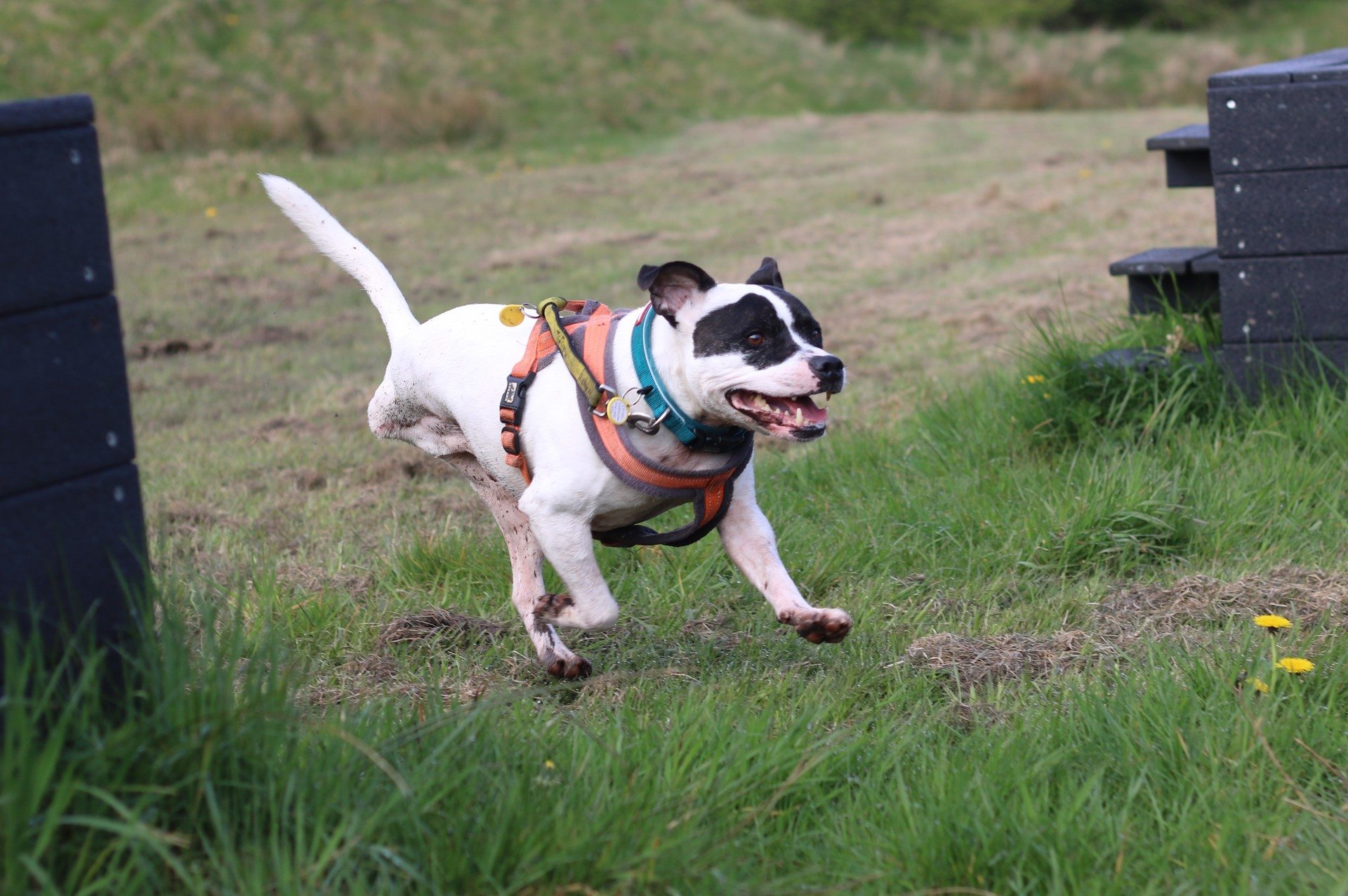 Flump having fun at Dogs Trust Glasgow branch.