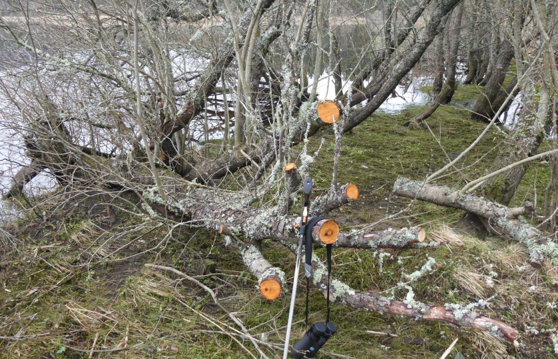 Muir of Dinnet nature reserve anti-social behaviour sees trees cut down and camera stolen