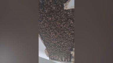 More than 150,000 bees discovered living in ceilings of Inverness house