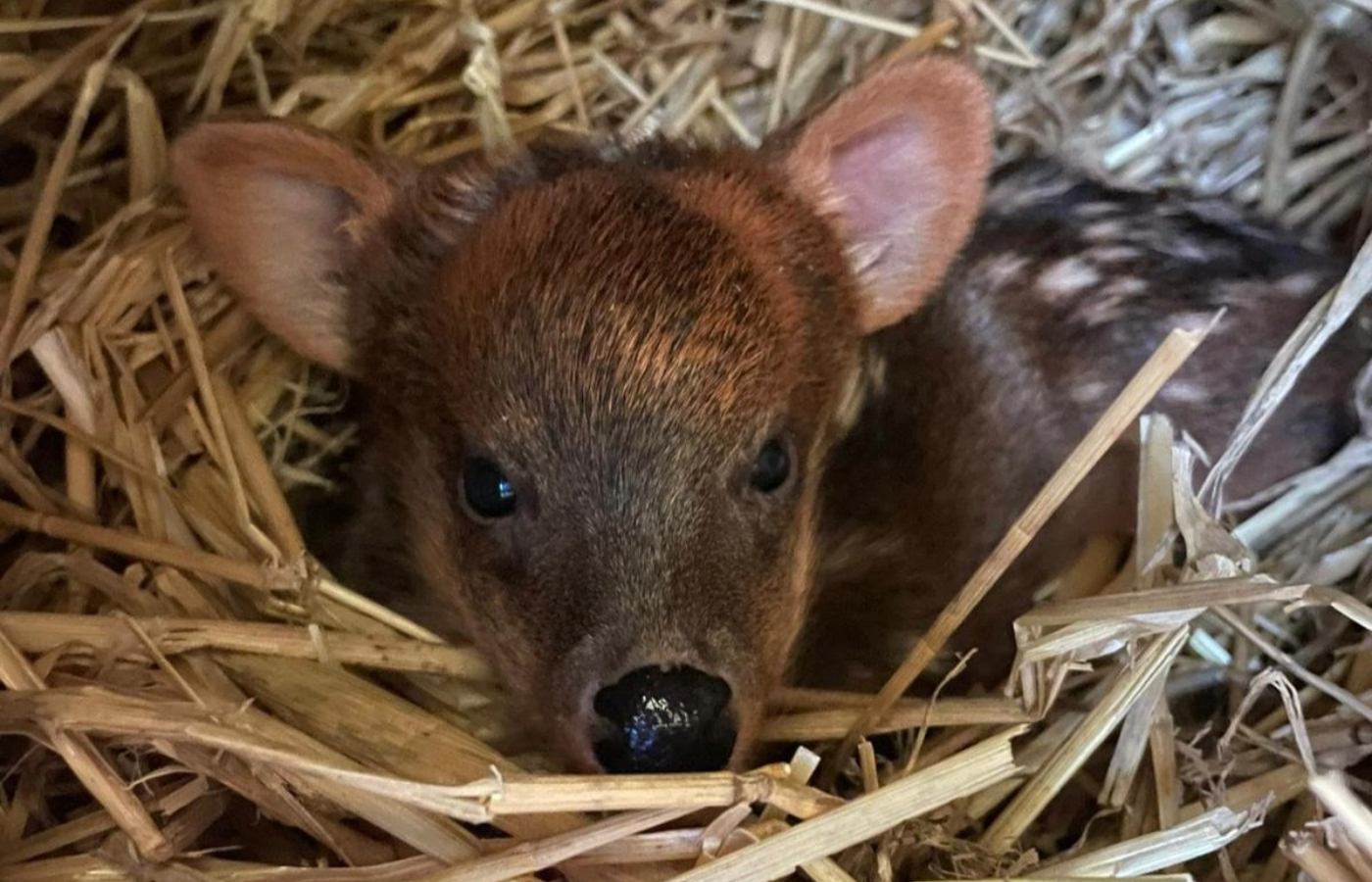 Gia - the world's smallest deer fawn born at Edinburgh Zoo.