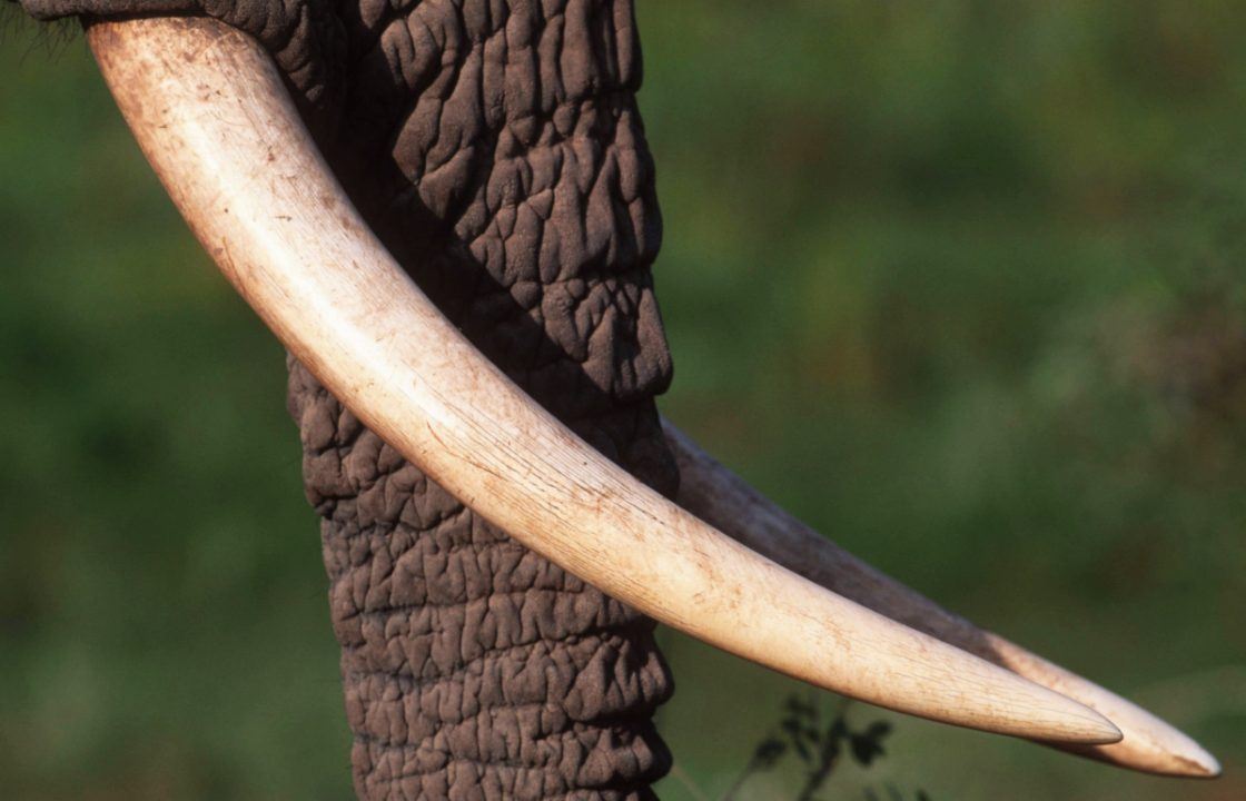Woman fined £1,400 after admitting making thousands selling ivory on eBay