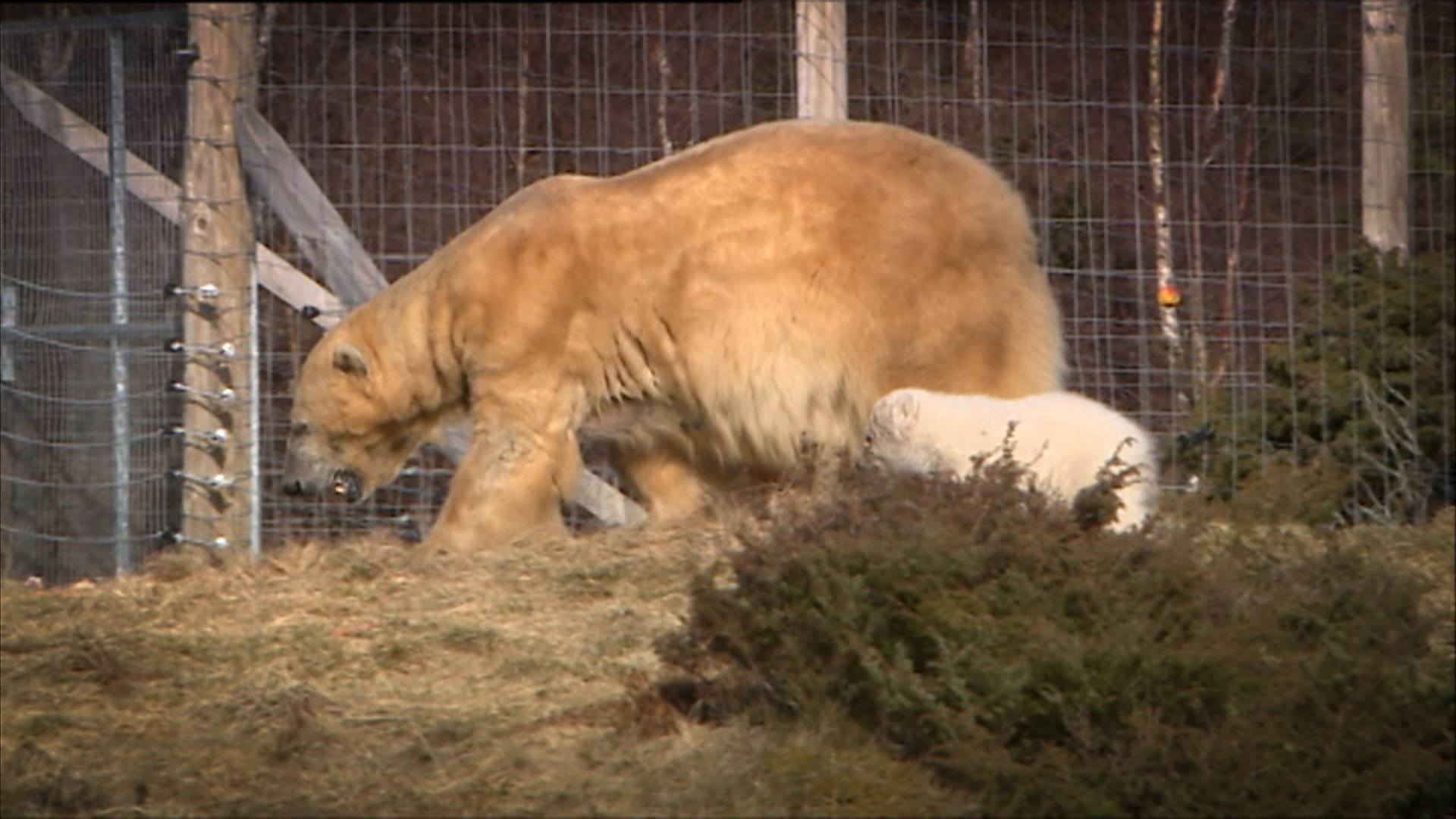 The Highland Wildlife Park is home to over 200 animals