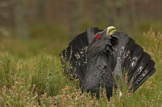 Aberdeen researchers believe nest study offers lifeline to under-threat UK capercaillie