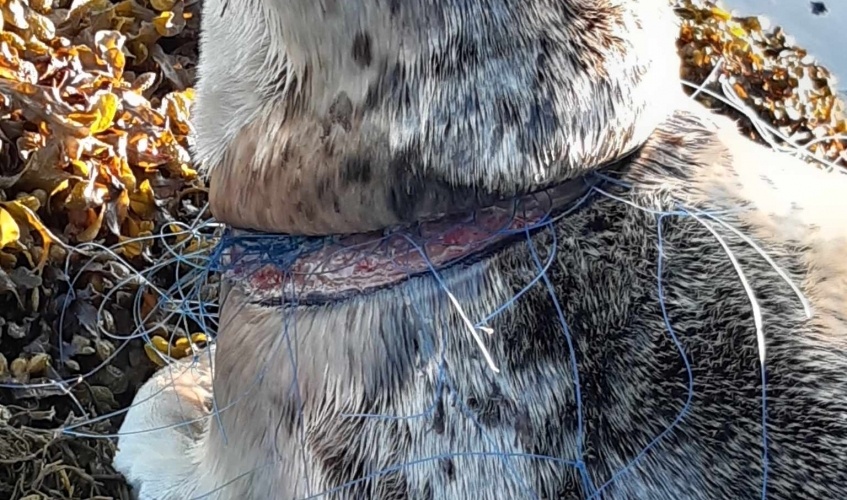 Young female seal was found with the line 