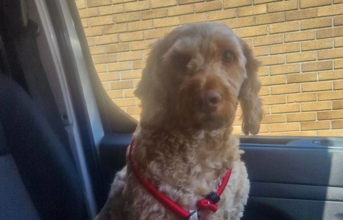 Dog reunited with owner after taking solo bus trip in Edinburgh