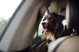 Man caught doing 60mph in 30mph zone in Glasgow told police he was distracted by dog in passenger seat