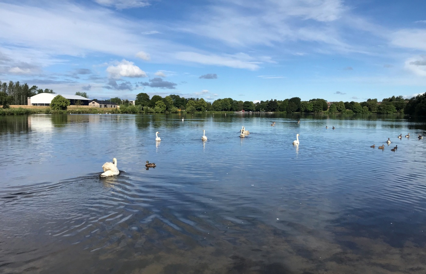 The swans have now been released back into their natural habitat at Hogganfield Loch