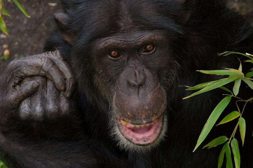 Chimpanzee dies after fight breaks out within troop at Edinburgh Zoo