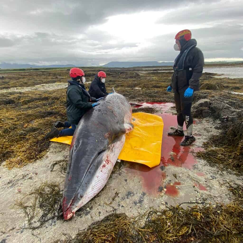 Rescue team medics attended the scene but as the water began to recede, the whale began to thrash violently.