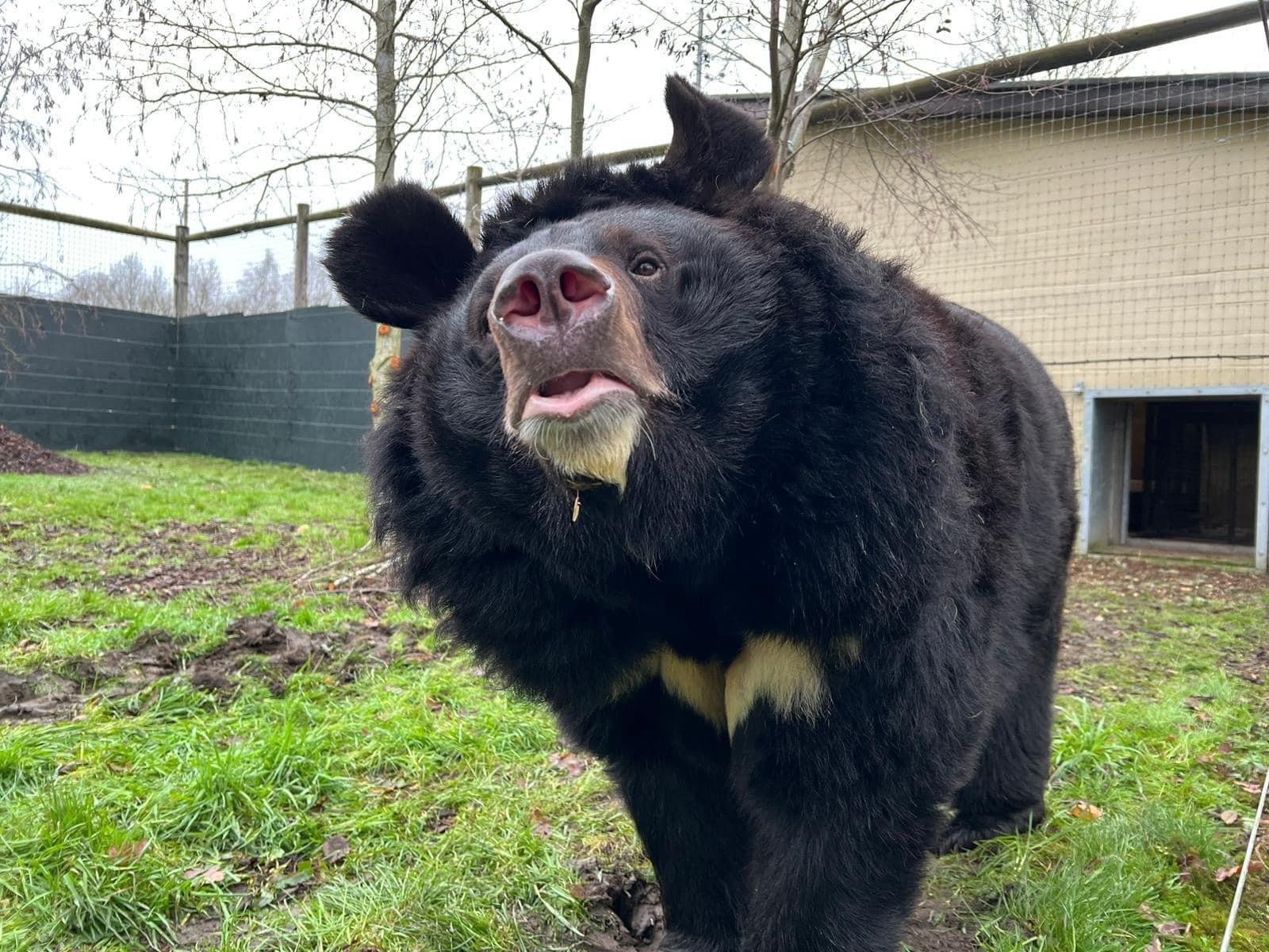 Yampil was one of seven surviving animals rescued from a Ukraine zoo.