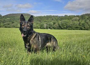Police dog Fergie found after being spooked by deer and running off near Loch Ness