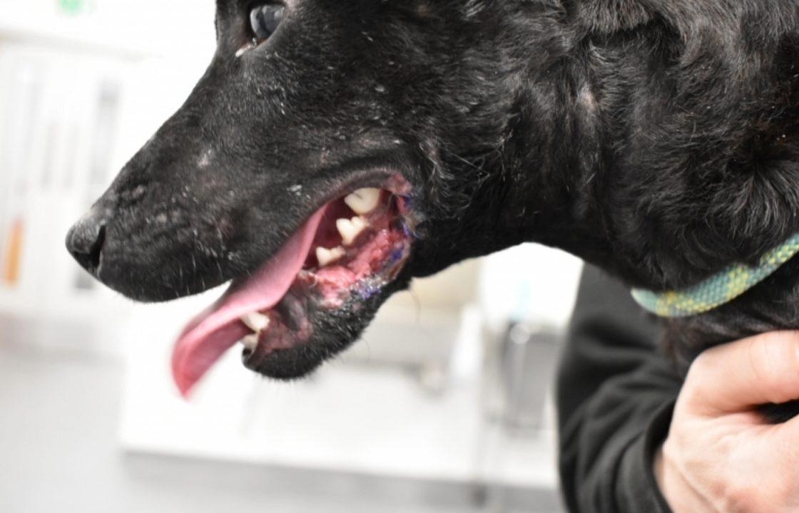 Man handed animal ban after dog left with ‘horrendous’ injuries including exposed jaw bone