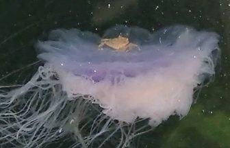 Watch as crab latches onto the back of a jellyfish in Ullapool harbour