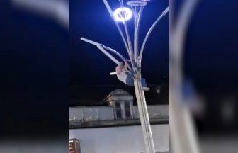 Watch heroic moment man climbs lamp post to save trapped seagull in Glasgow