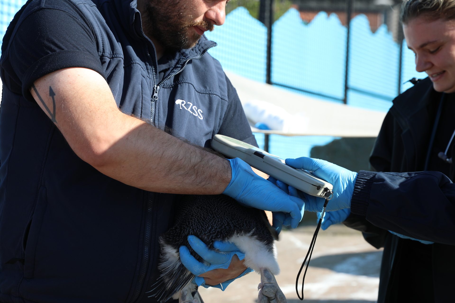 21 new chicks were born at Edinburgh Zoo this year.