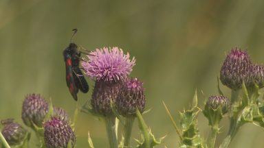 Rangers appeal for visitors to take care of wildlife