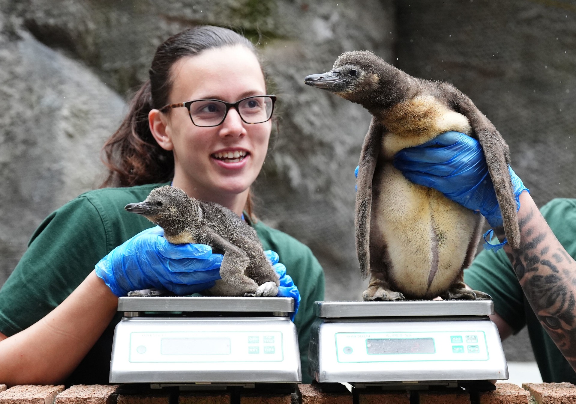 Penguin at Blair Drummond