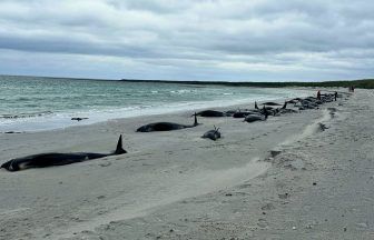 Dozens of whales found dead on Orkney beach after mass stranding